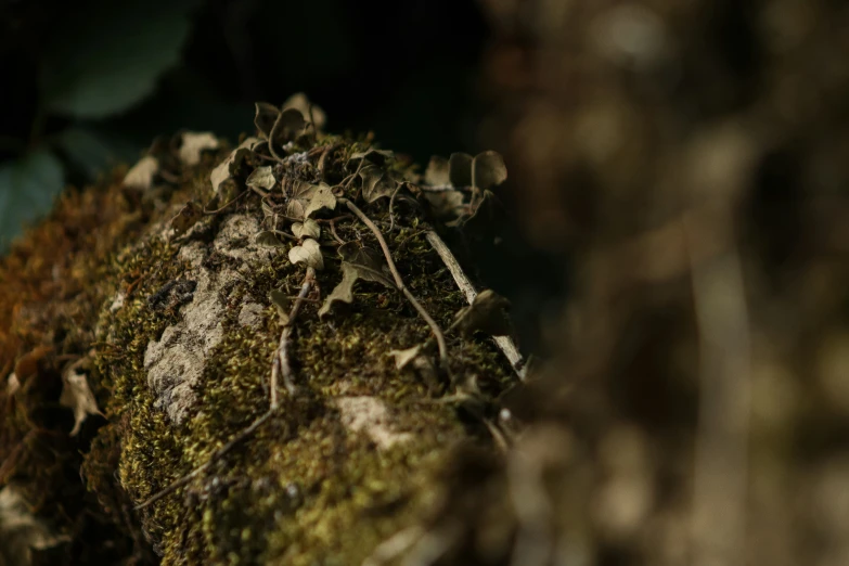 green moss on a rock in the dark