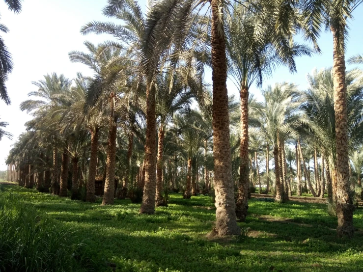 palm trees on a grassy area in the wild