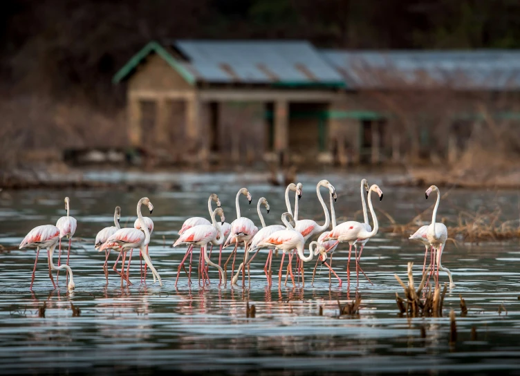 flamingos in a small pool at the edge of a lake