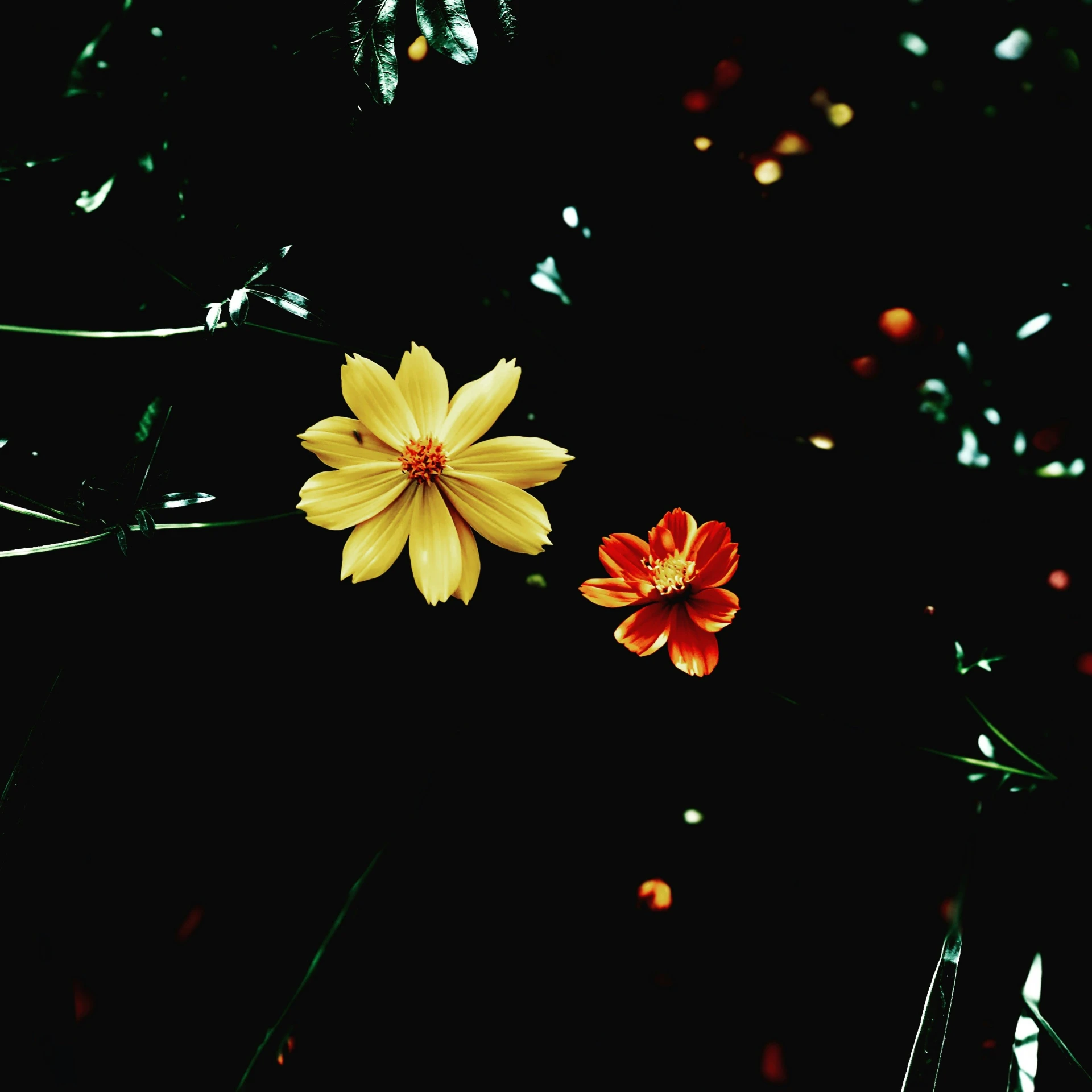 a couple of yellow and red flowers with green leaves