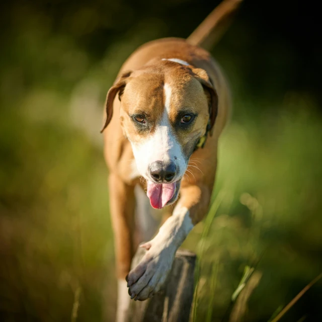 an adult brown dog runs in the grass