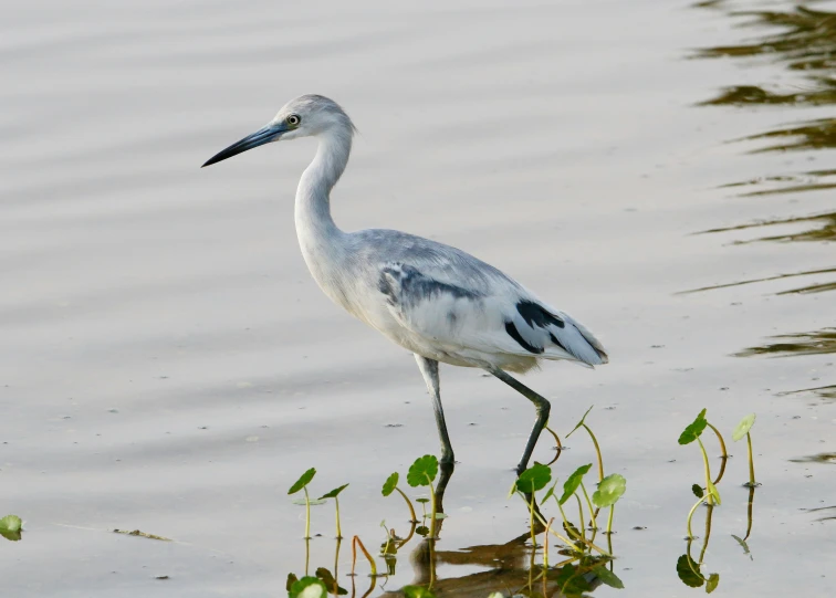 the large bird stands in the water by himself