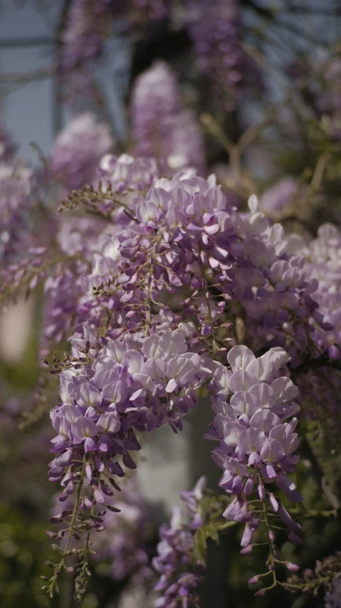 purple flowers with green stems in a forest