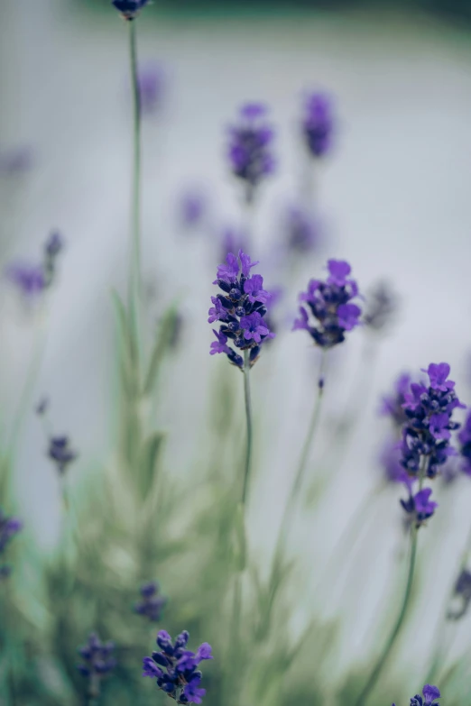 some small purple flowers growing in the grass