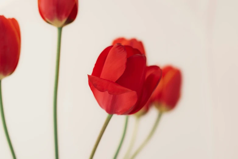 three red flowers are blooming up and on