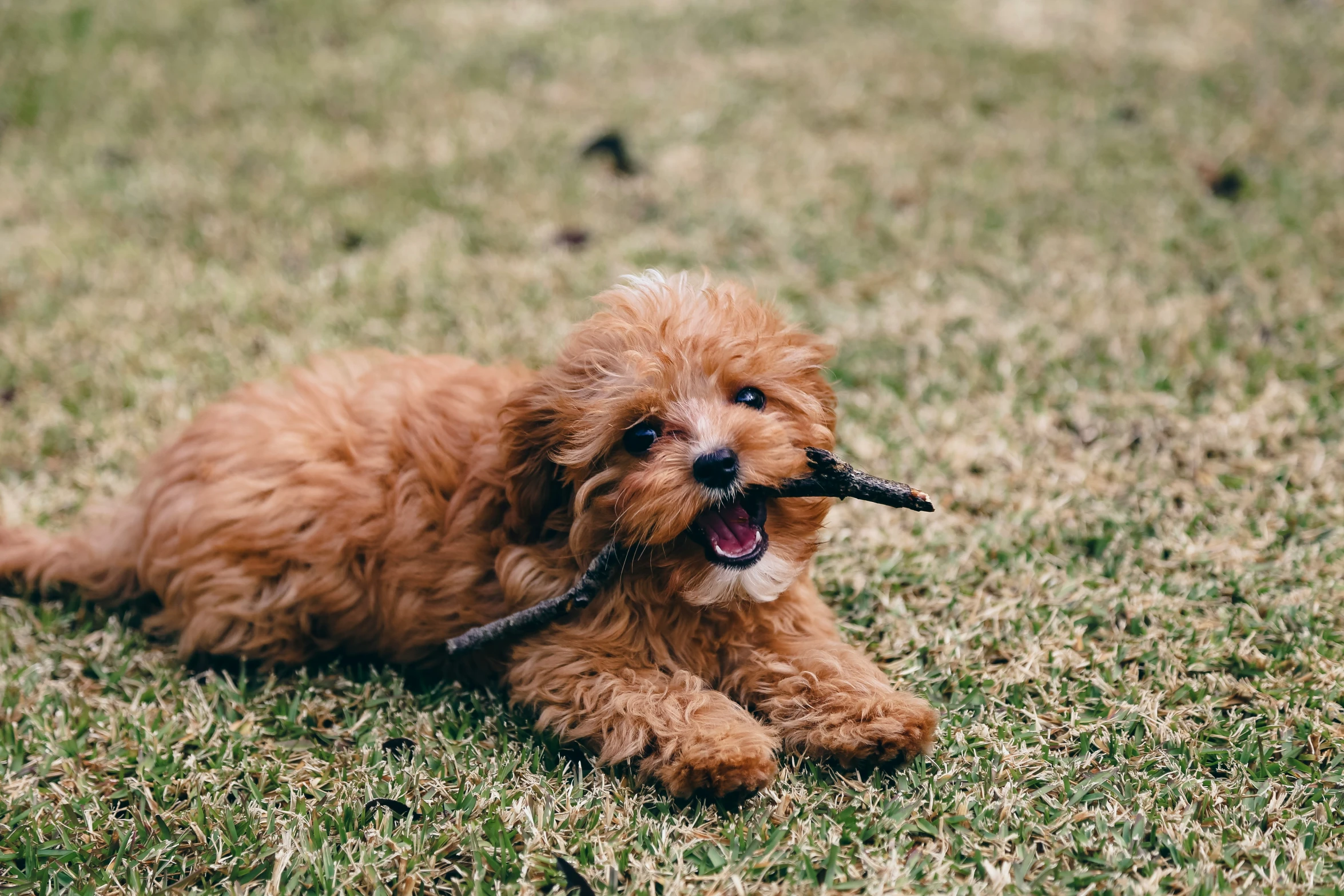 a brown dog holding a small string on its mouth