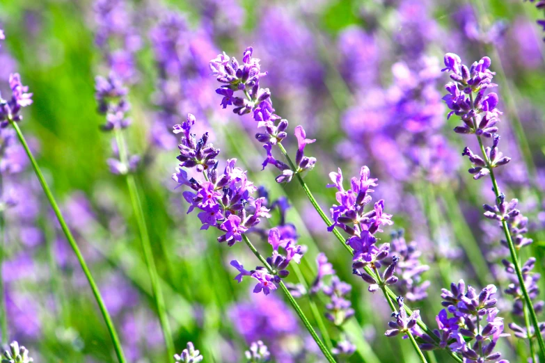 lavender flowers growing on the edge of a field