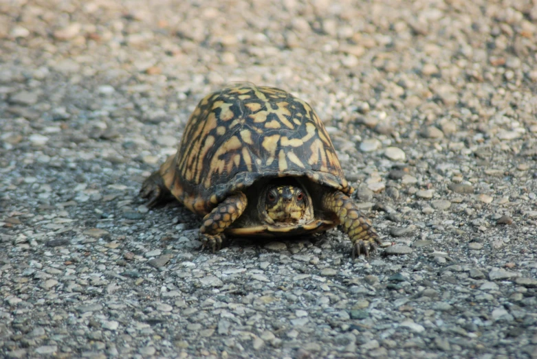 a large tortoise walking on a road next to gravel