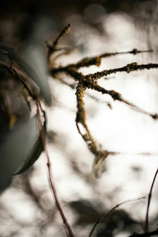 a nch from a tree with brown needles