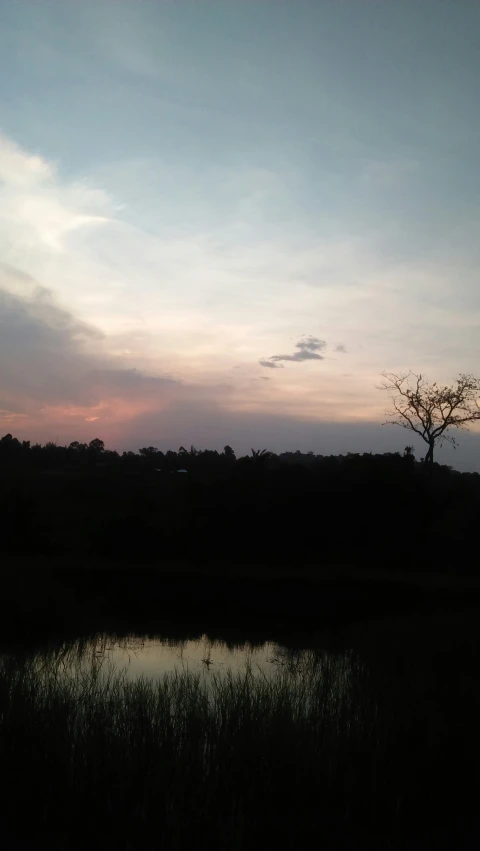 a pond and a few trees that have grown in it