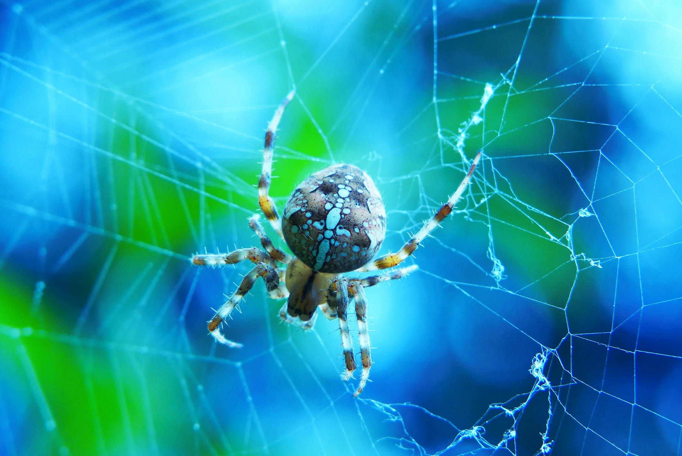 a close up image of a spider in its web