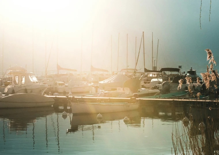 many sailboats on the water near some grass