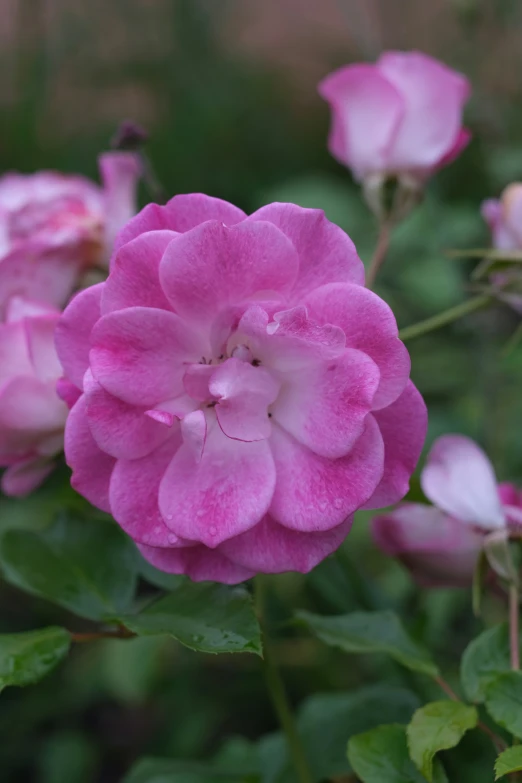 a large pink flower with very green leaves