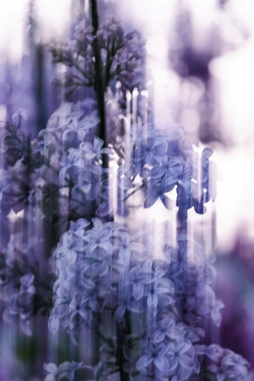 blurred image of purple flowers and trees in blur