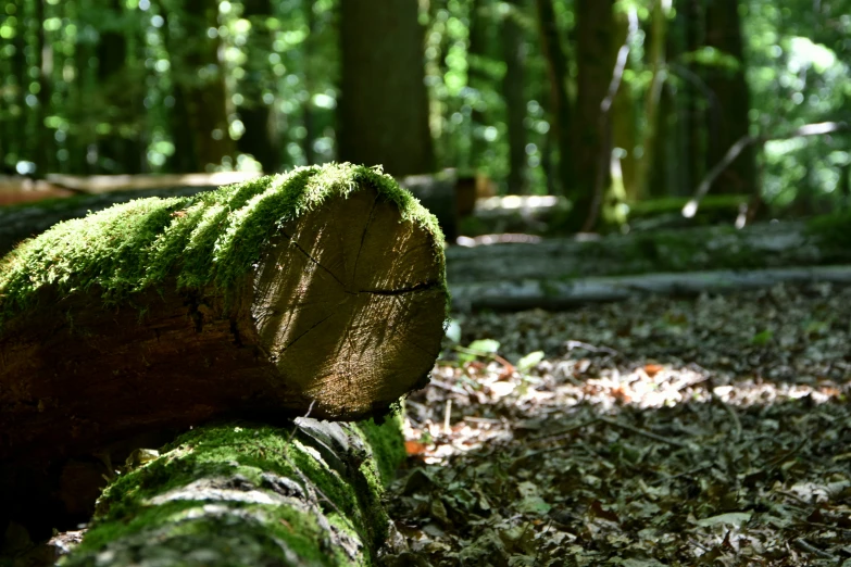 a large piece of wood with moss growing on it in a forest