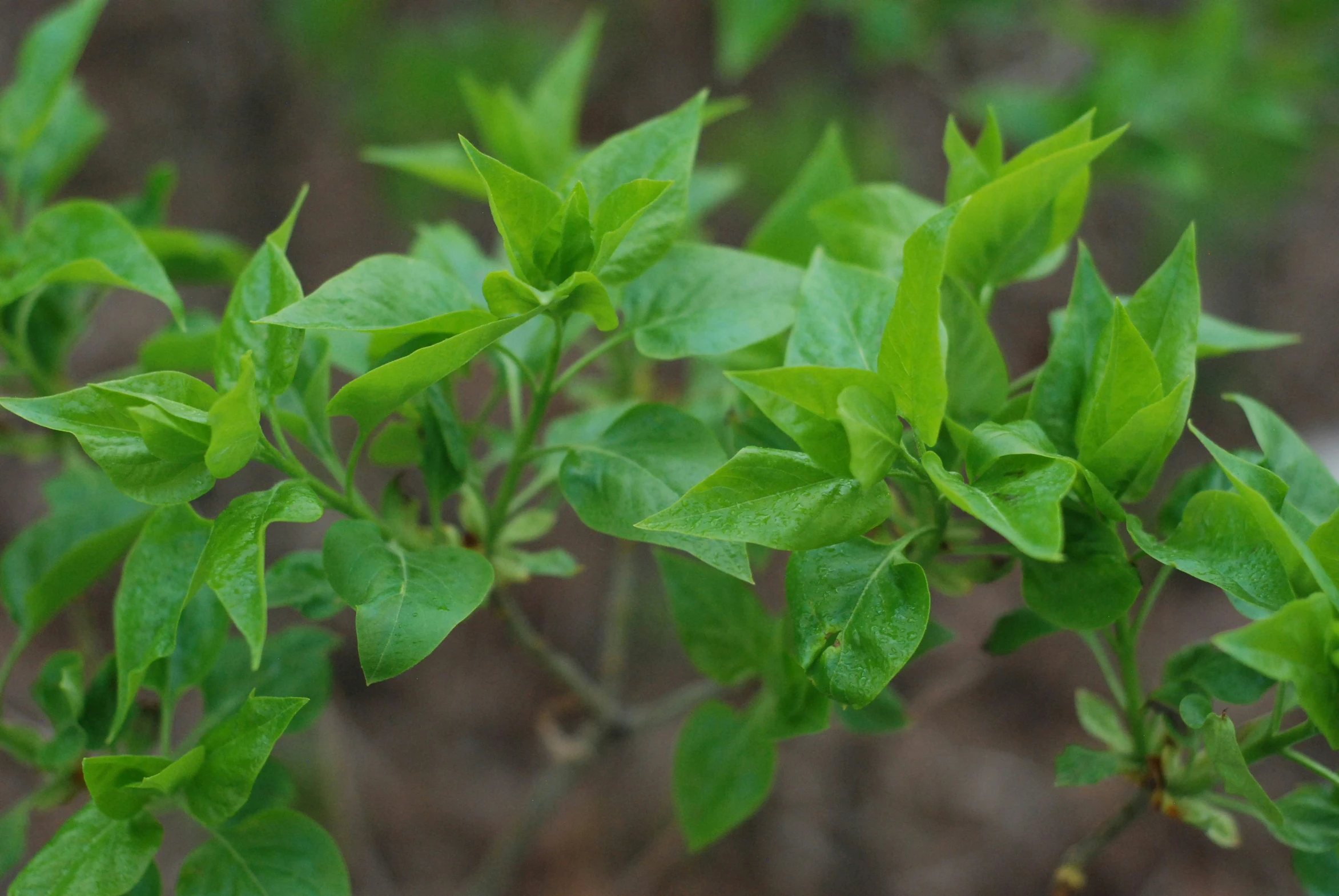 leaves are growing on the stems of green bushes