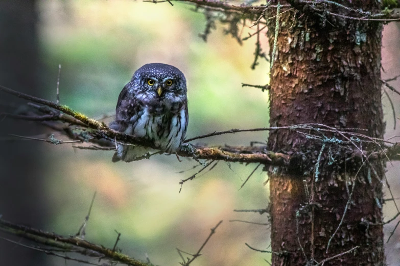 a blue owl sits on a nch of a tree