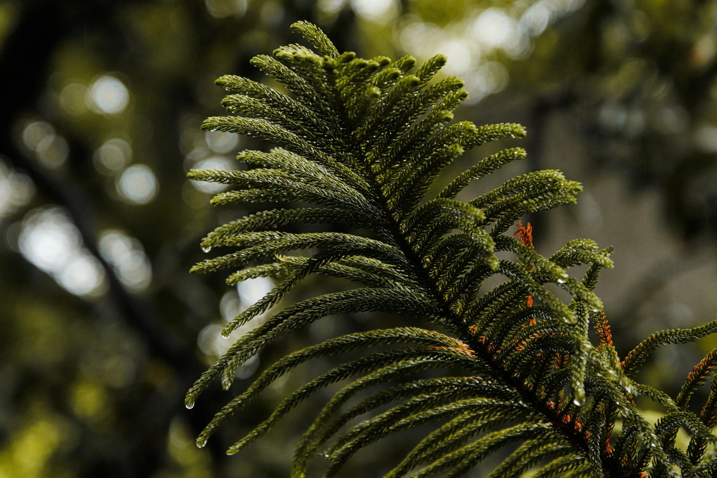 a green plant with lots of leaves on it