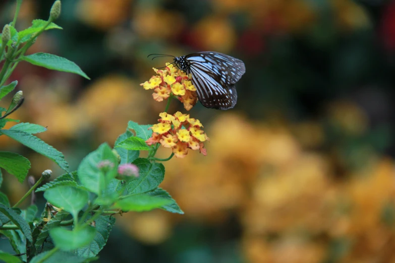 a large black and white erfly on a yellow flower