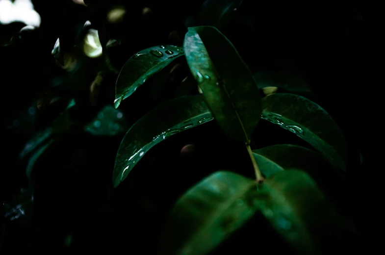 a closeup of some green plants with drops of water on them