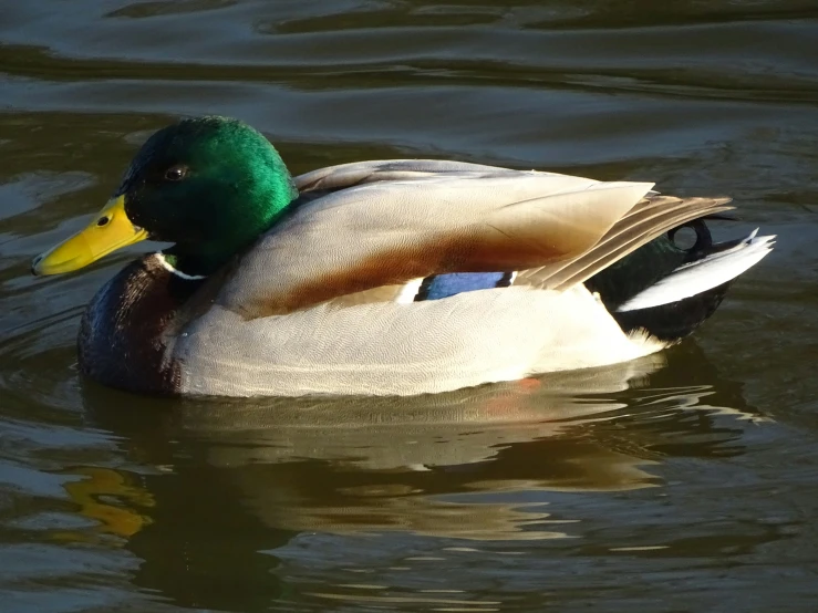 a duck that is floating in the water