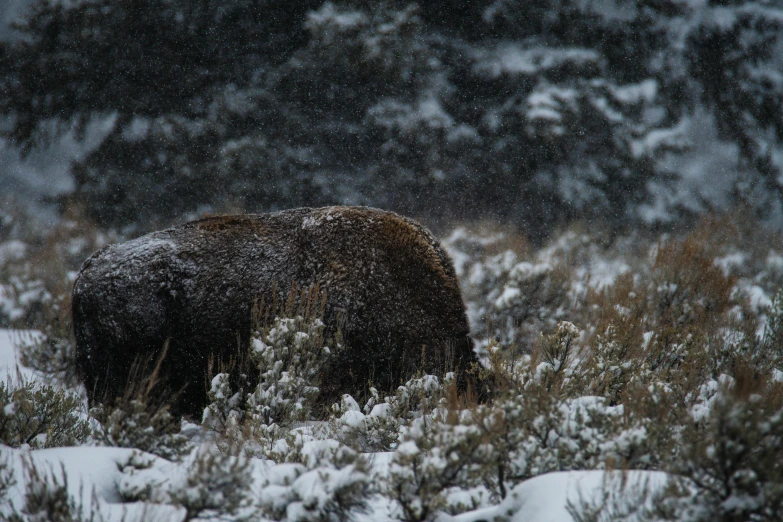 there is a large brown bear that is walking through snow