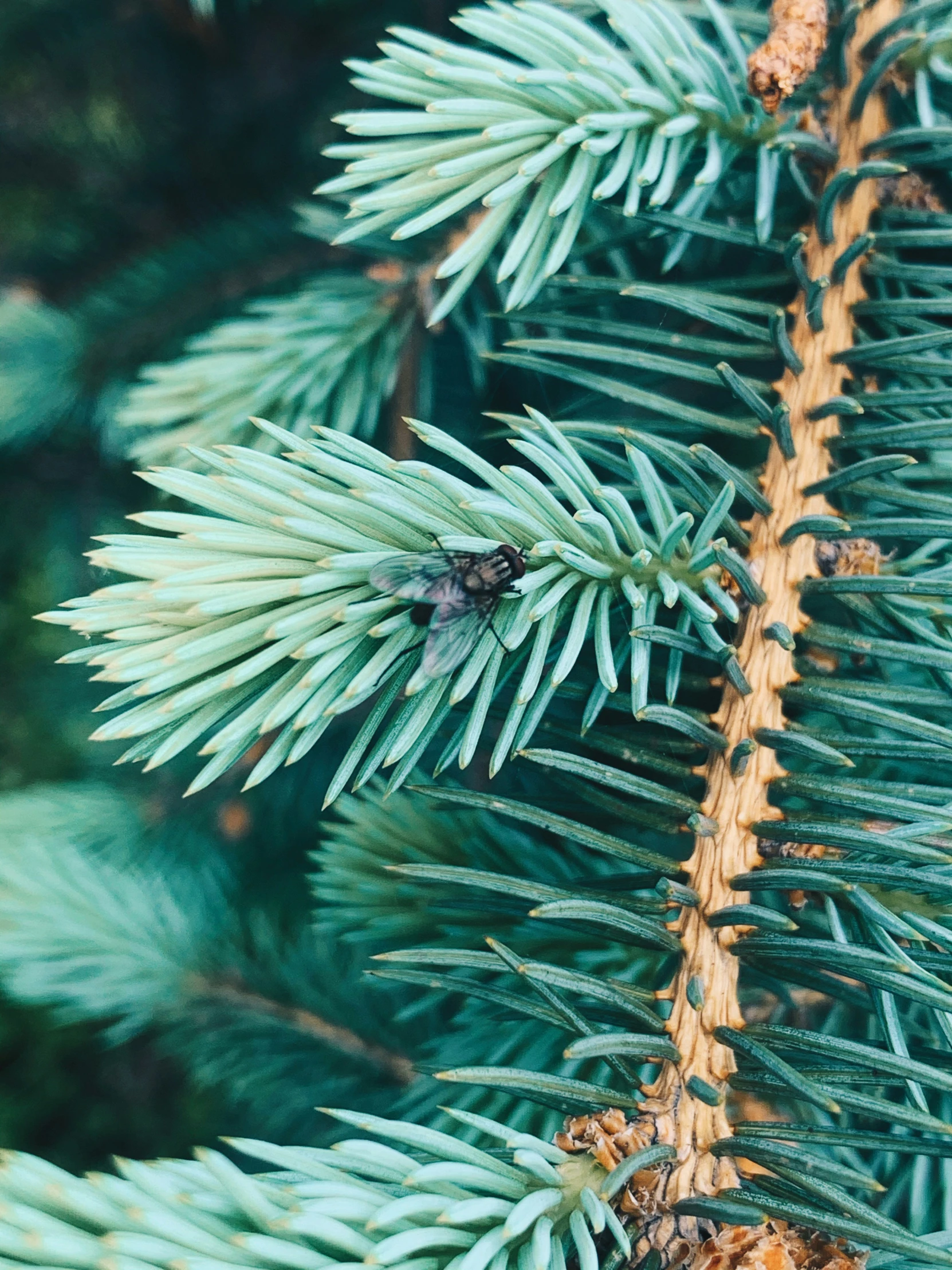 a pine tree nch with cones and needles