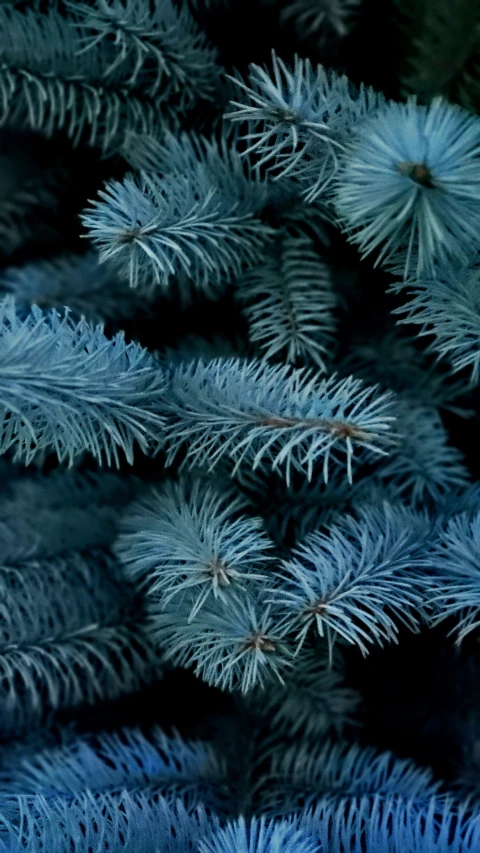 blue christmas trees with some tiny needles