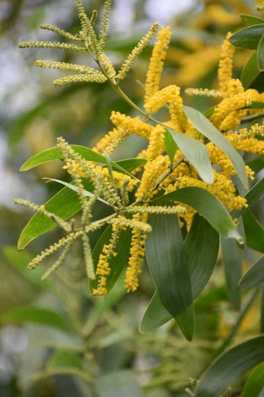 the flowers and leaves of the tree are yellow