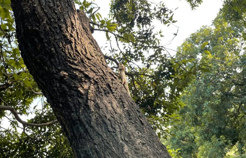 a large tree with the bottom half cut off