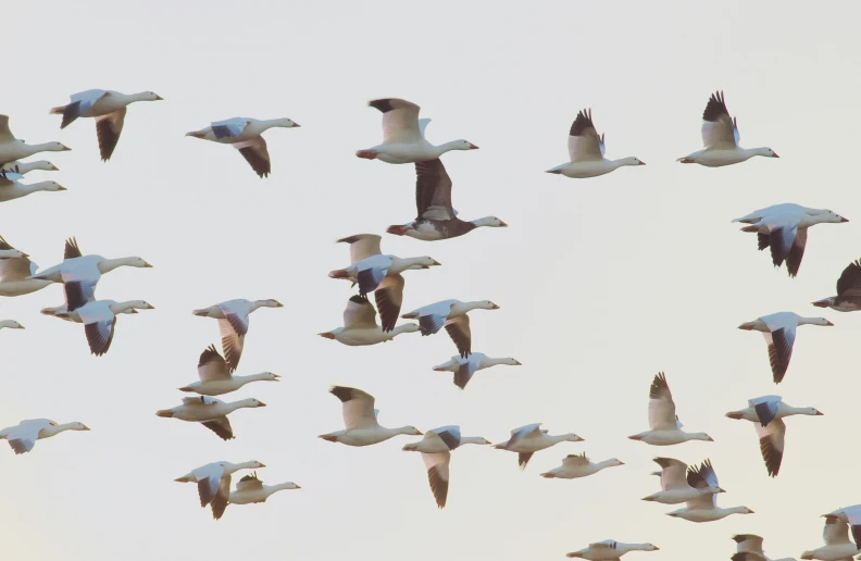 there are many birds flying in the sky together