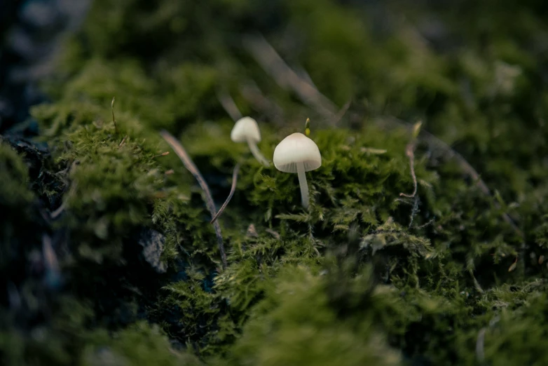 mushrooms sprout in the green moss