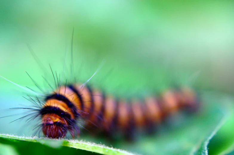 a very colorful caterspoon sitting on a green leaf