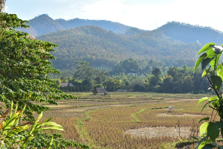 the land is filled with grass and plants