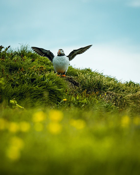 a seagull spreads its wings on top of grass