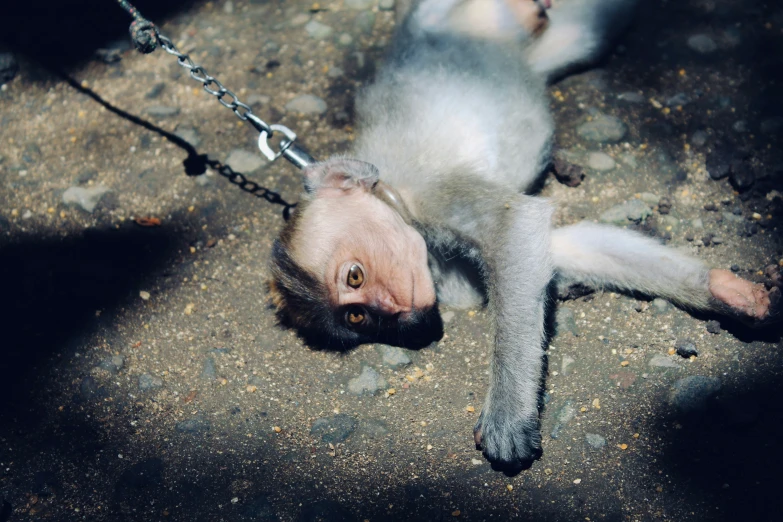 an adult black faced gray and white ferret with a chain tied down