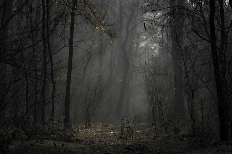 a dark and foggy forest, with trees