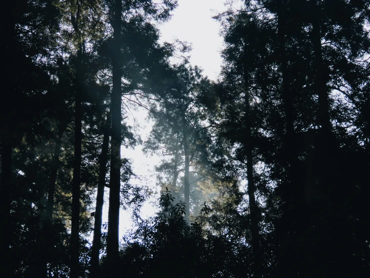 trees are silhouetted against the sun through thick clouds