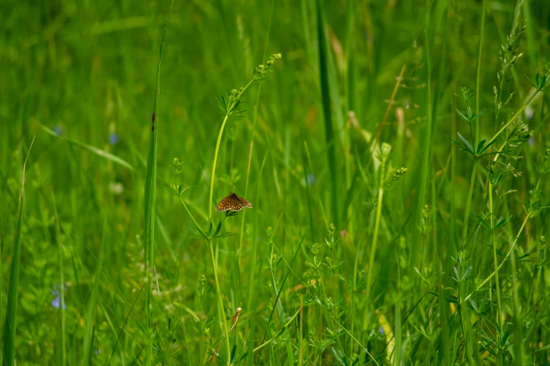 a small red and black erfly in the green grass