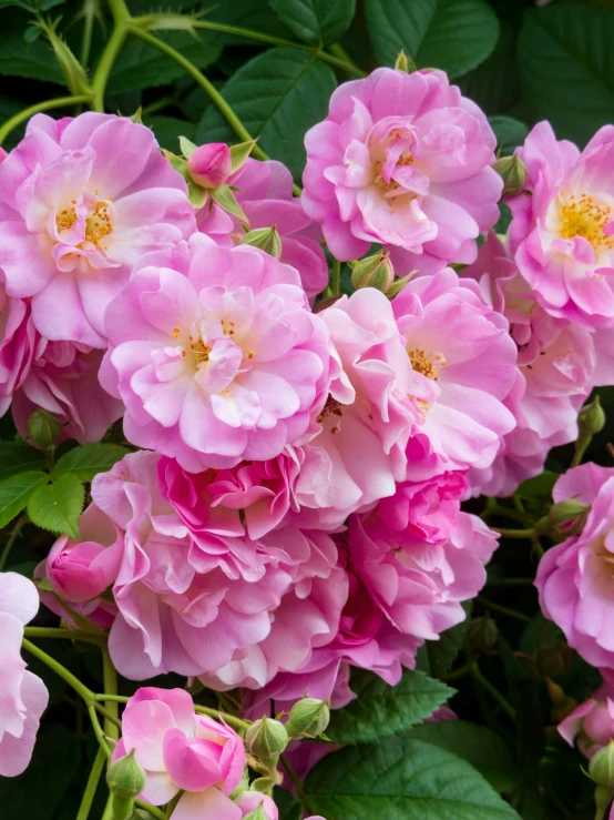 a bunch of pink roses are blooming close together