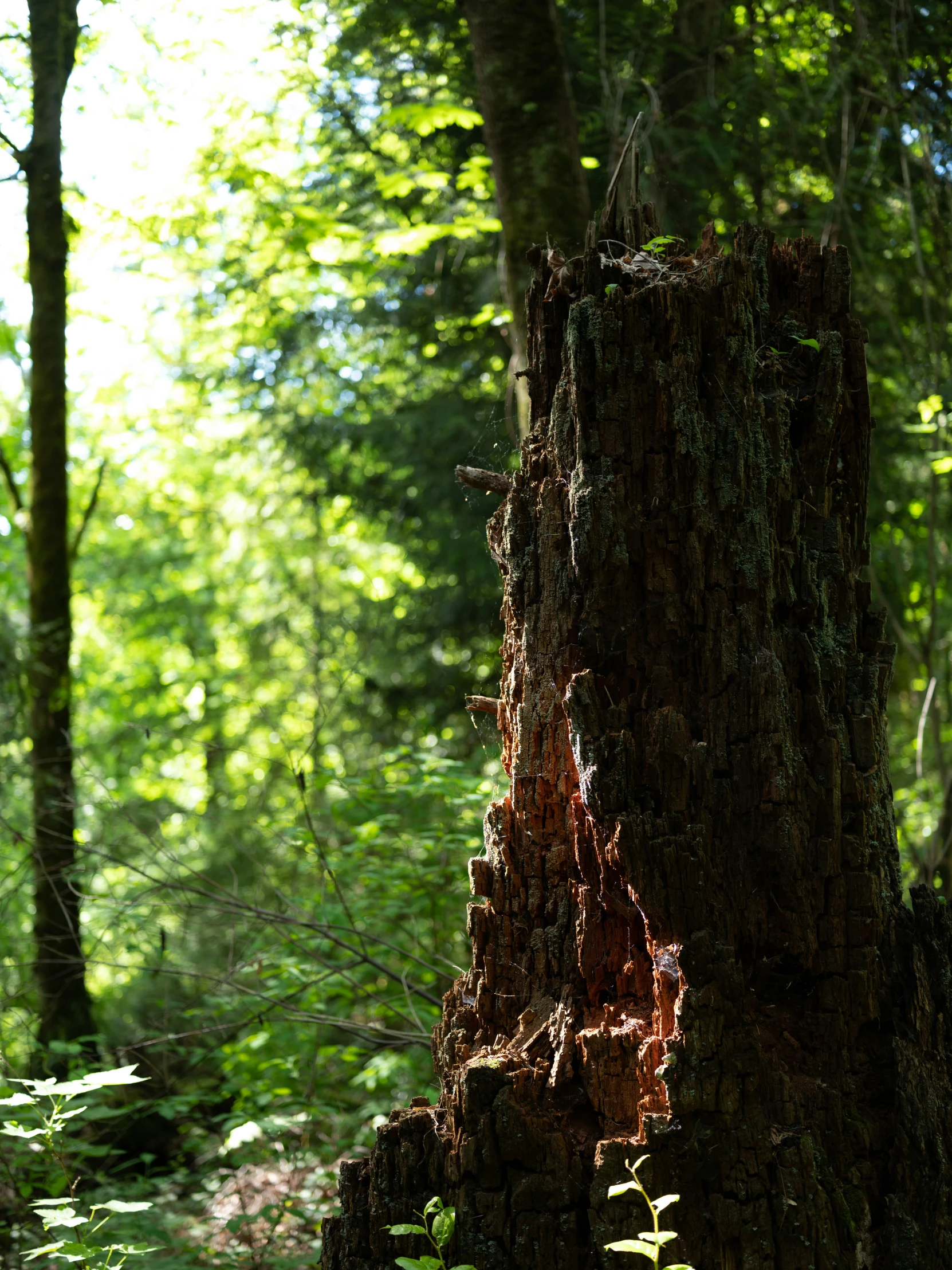 a large tree stump that looks like a face