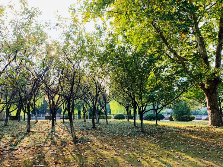 there are many trees near the ground