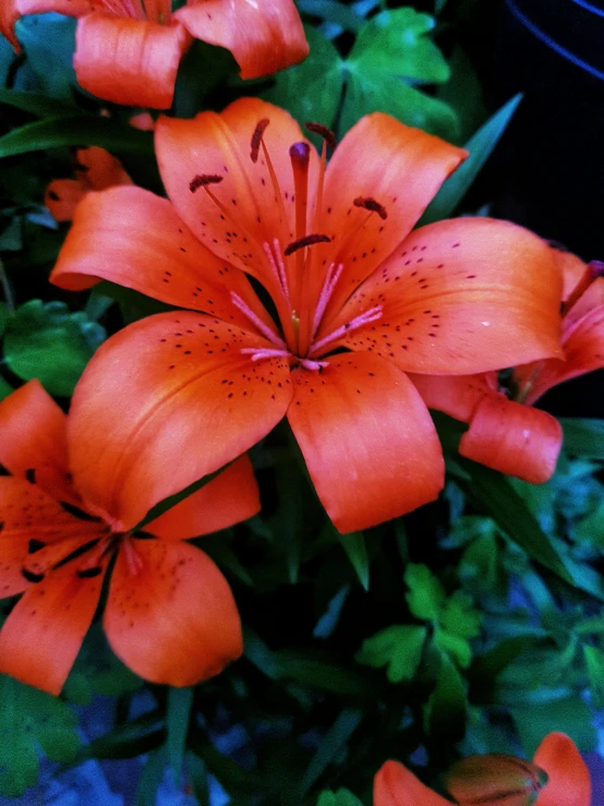 a bright orange flower blooming on the side of the road