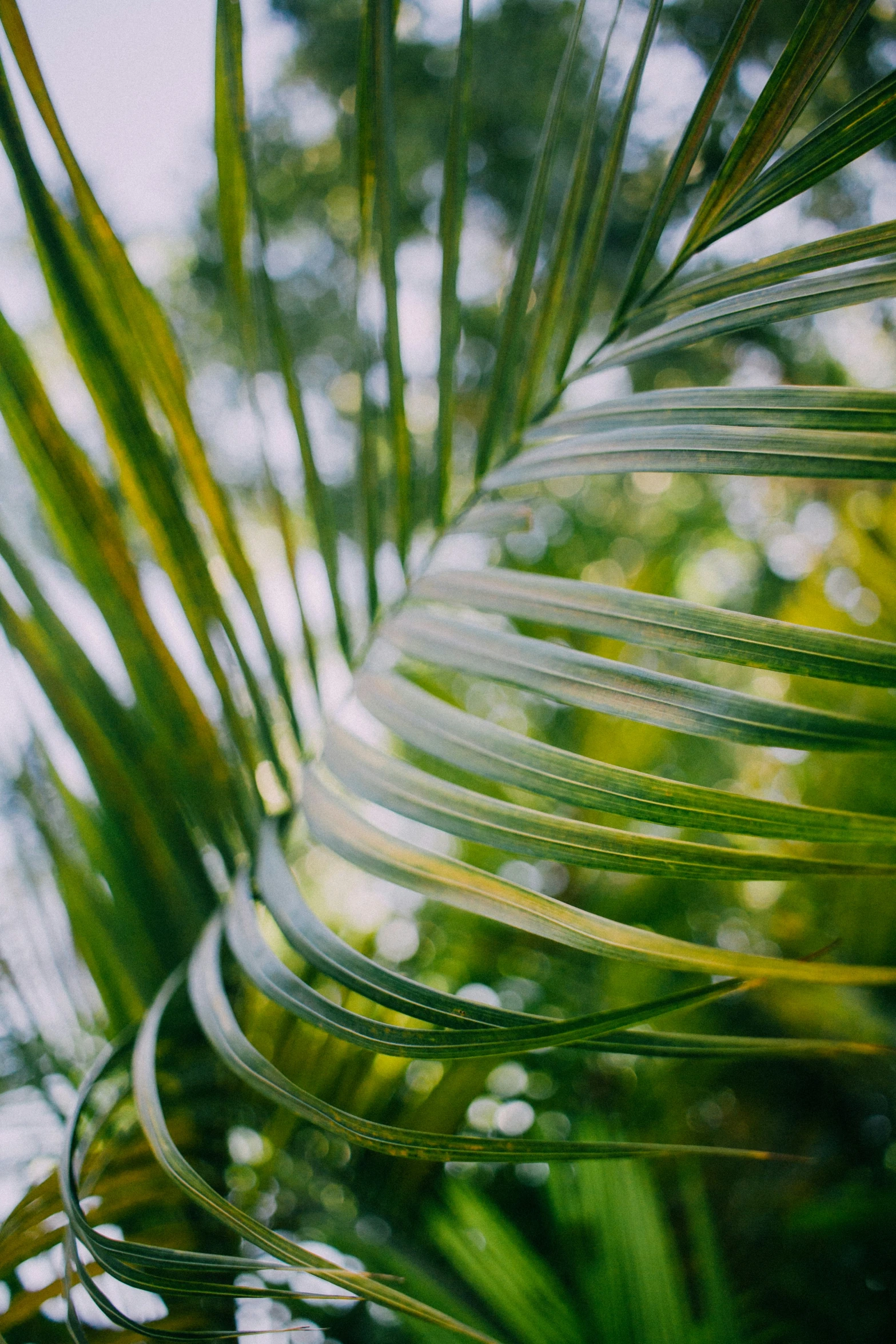 a close up of a palm leaf