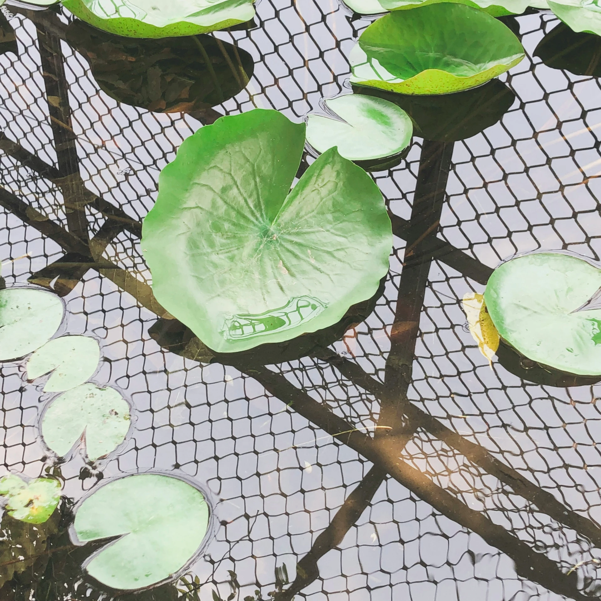 the water lillies are growing from the surface