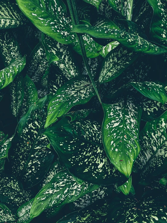 green leafy vegetation with white spots on them