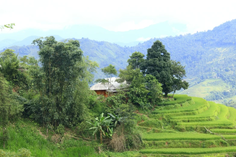 green hills are dotted with rice and trees