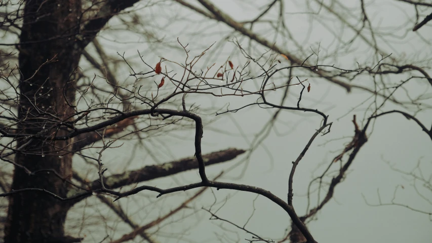 a nch is covered in leaves with the nches facing toward the ground