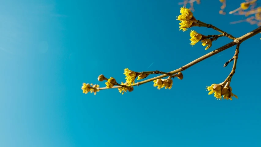a tree with yellow flowers is in the foreground