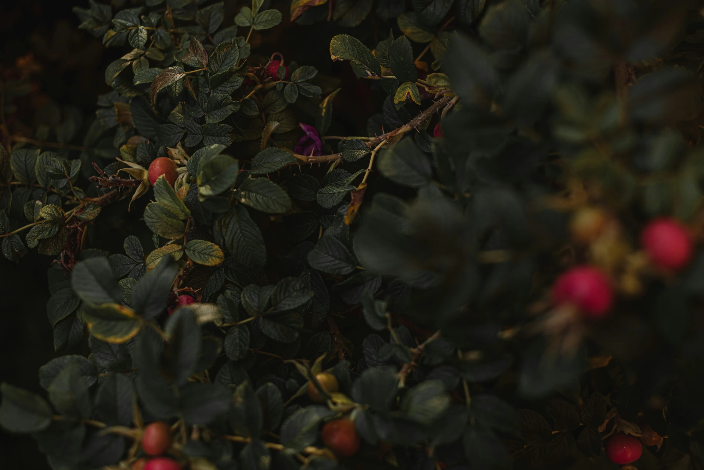 tree with fruits growing on the nches, during autumn